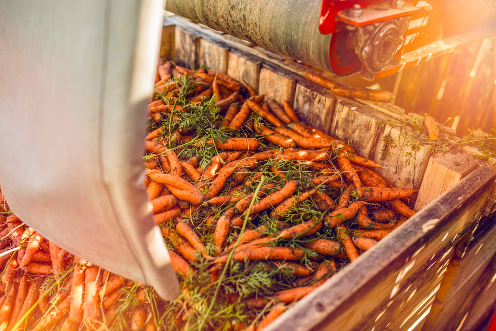 carottes