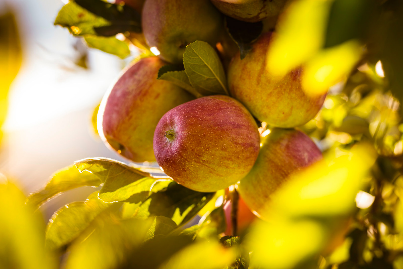 pommes lumière